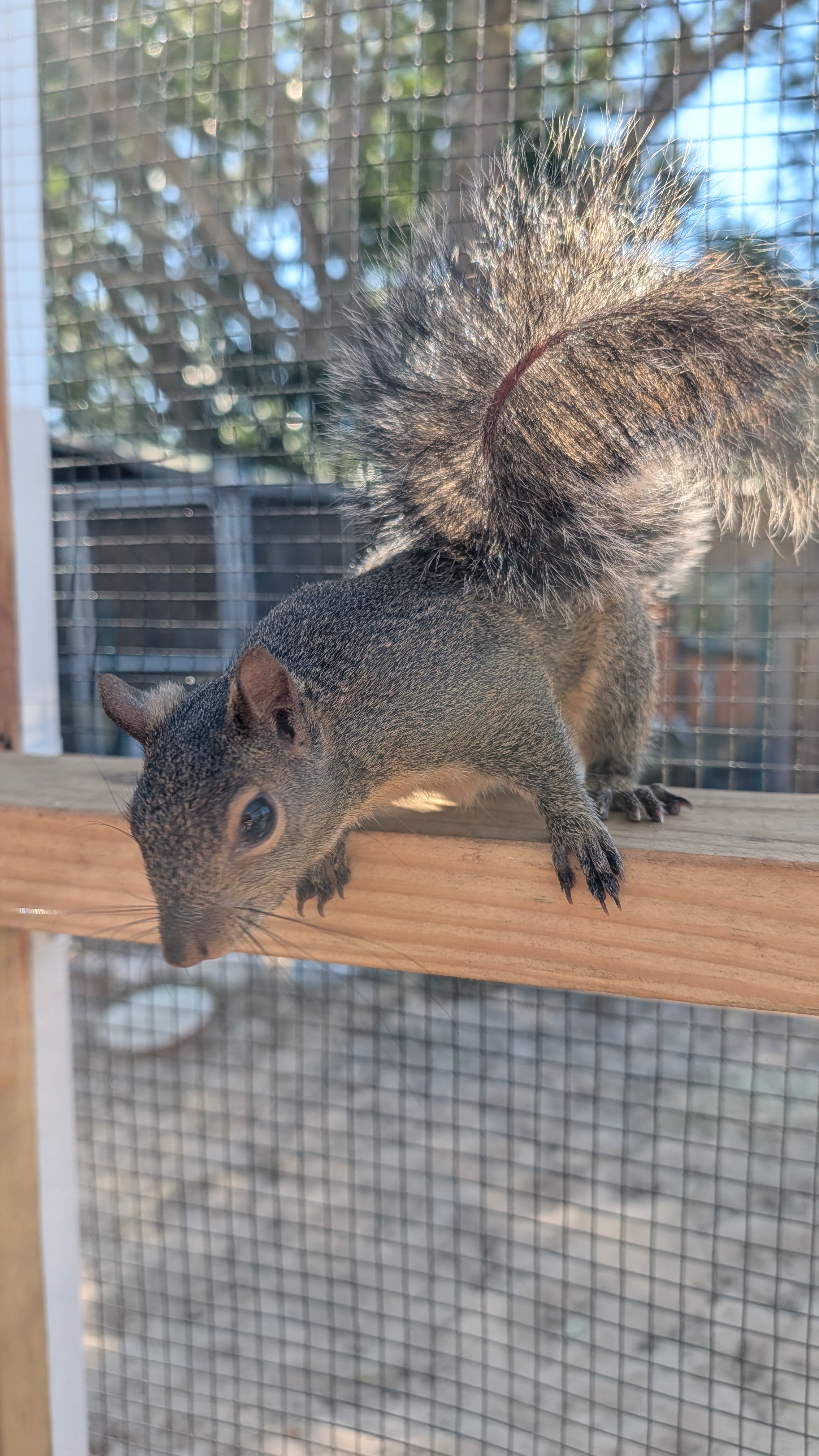 Tree squirrel routine context