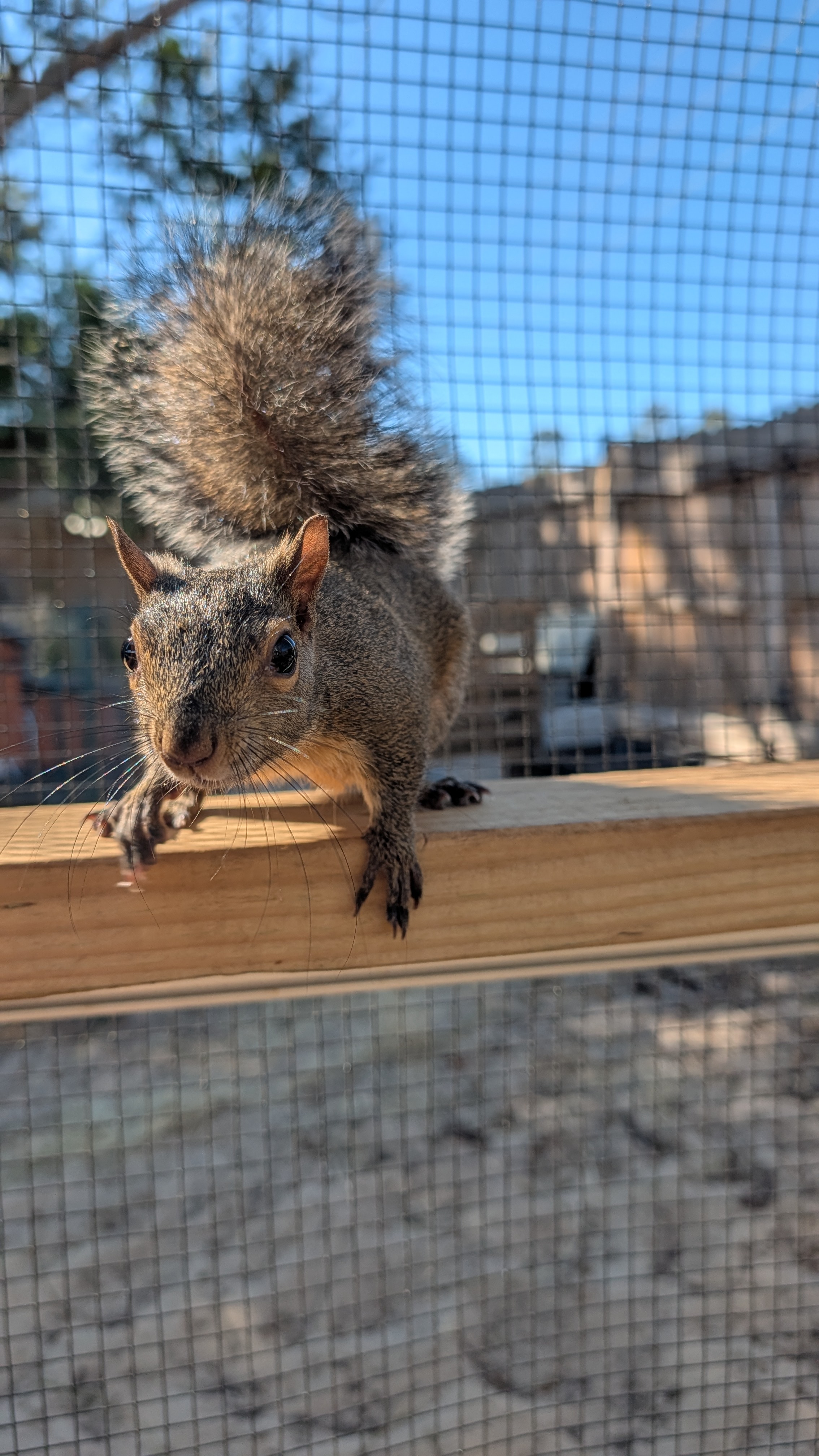 Elayne, one of the squirrels featured in The Scurry