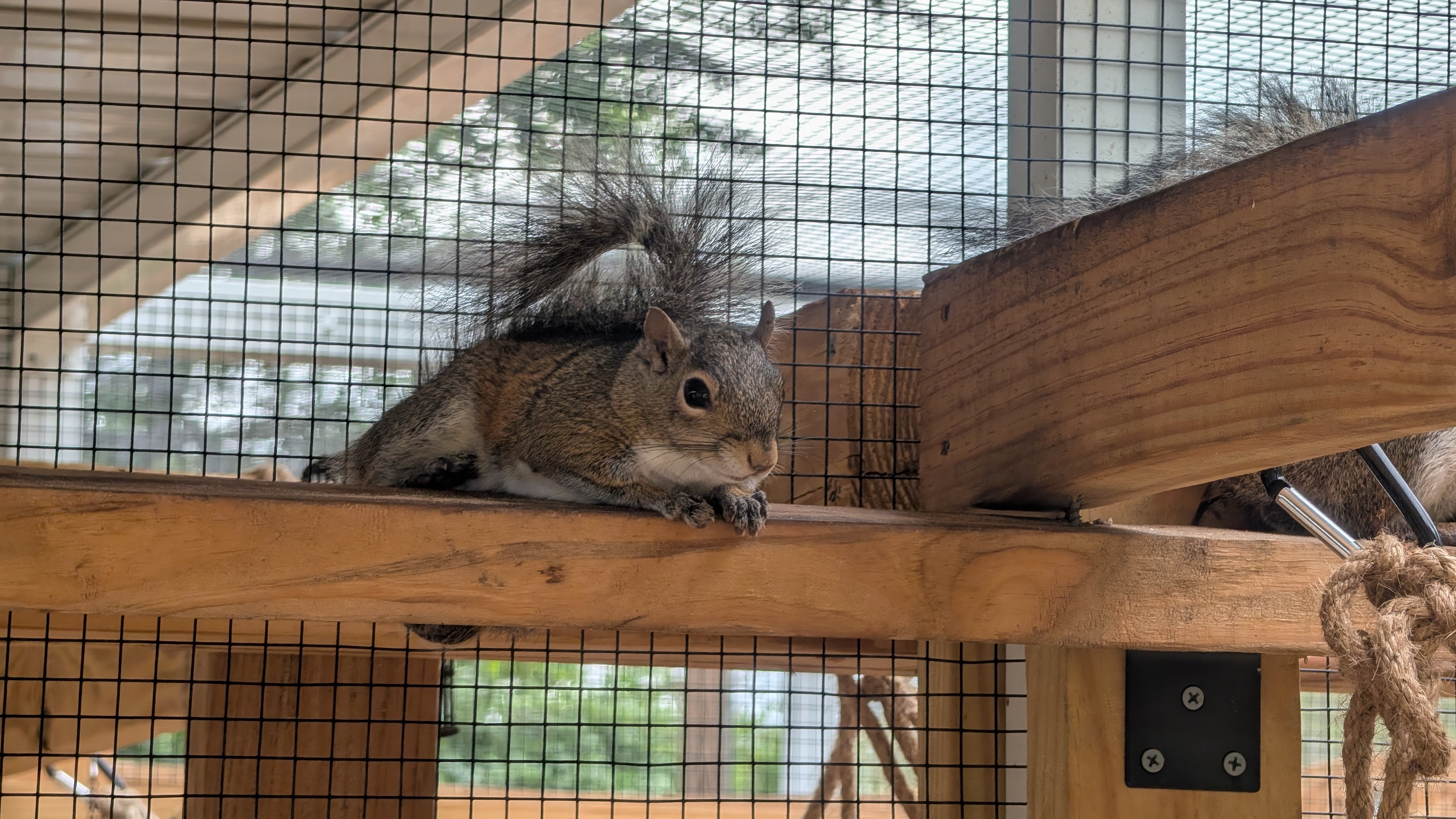 Matt resting in a squirrel enclosure