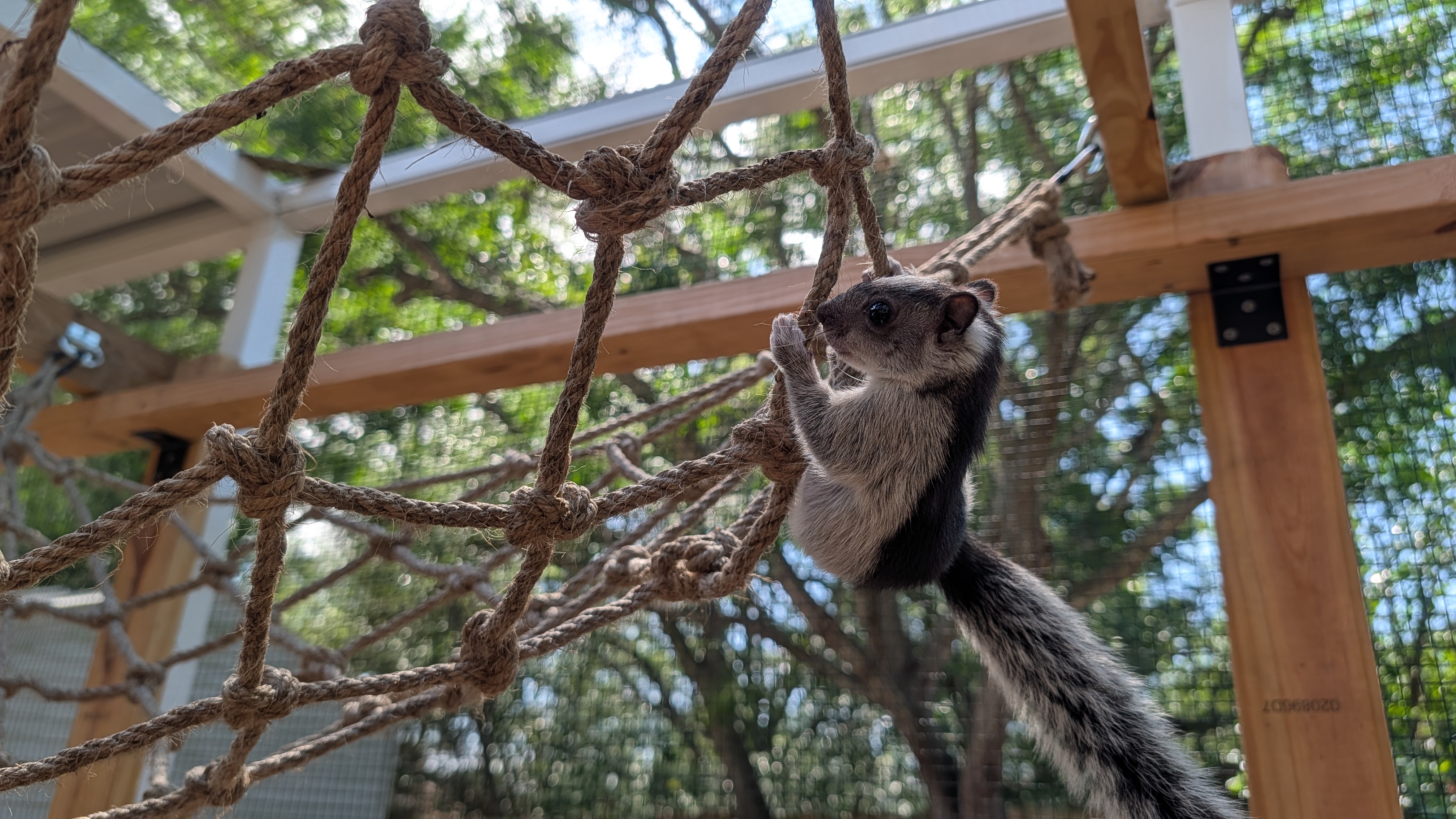 Penny moving through branches