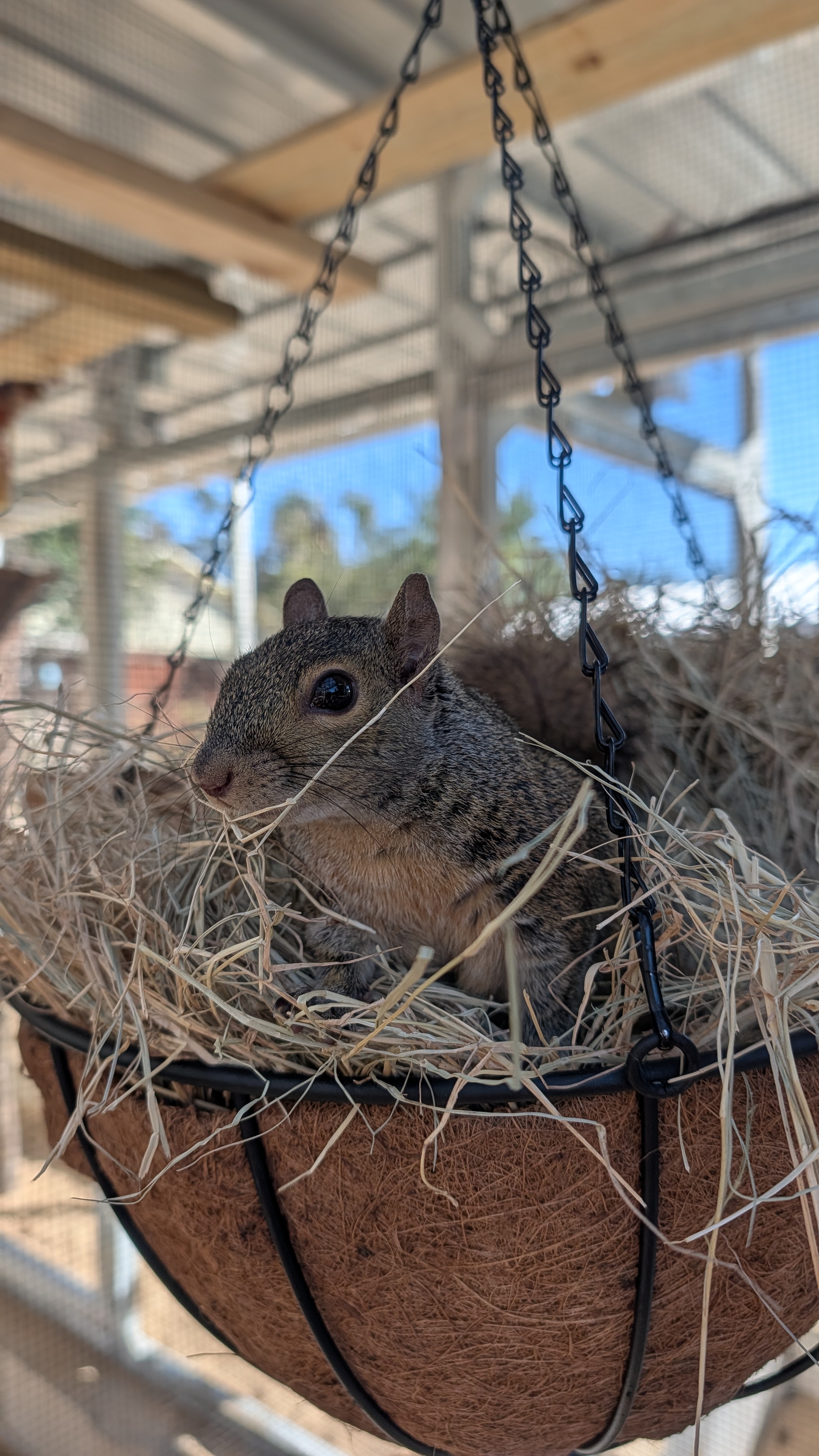 Rand sitting among pine needles
