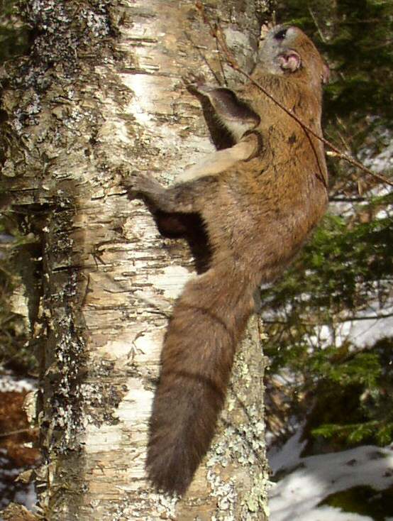 Northern flying squirrel