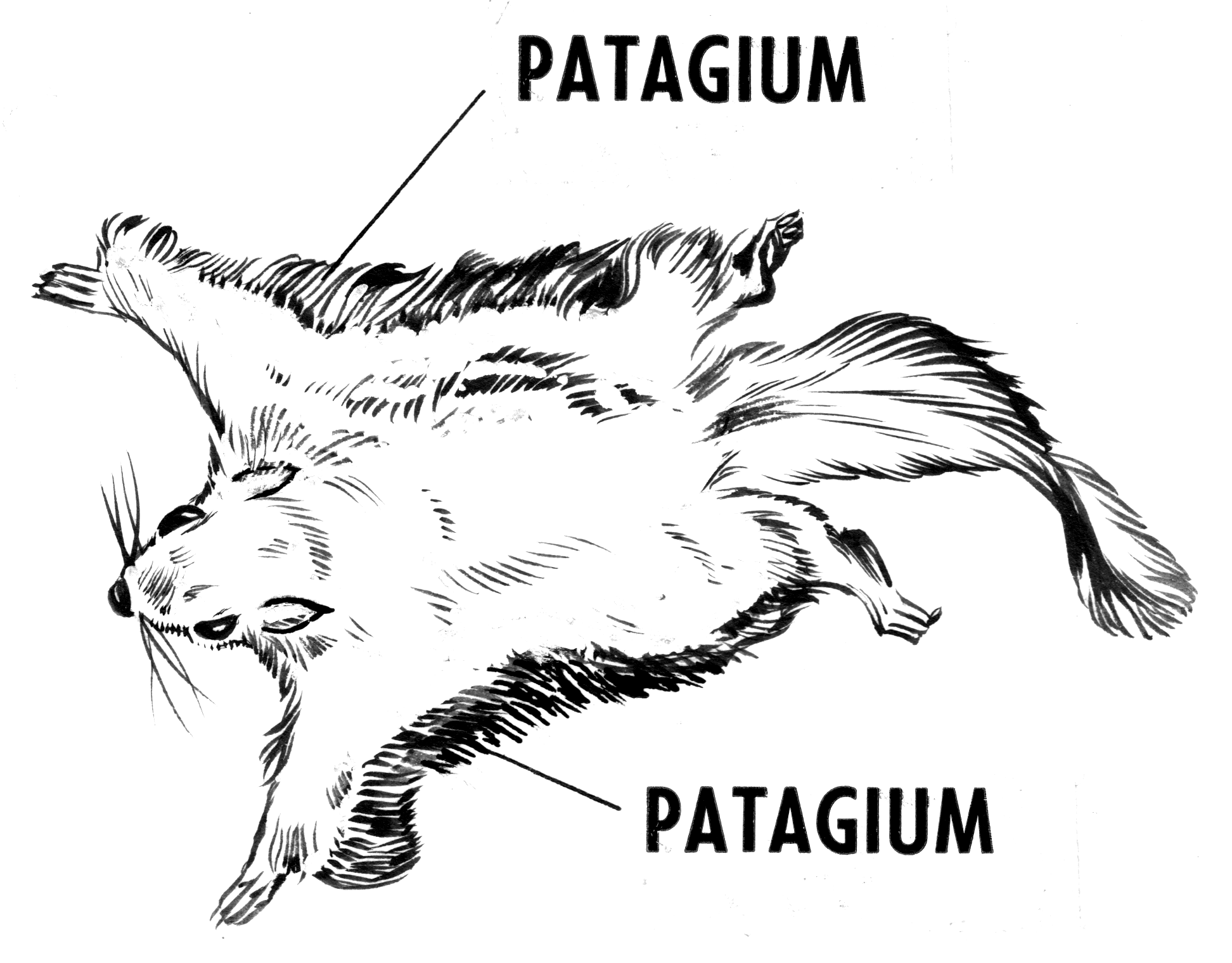Gliding membrane / patagium