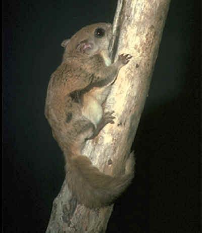 Southern Flying Squirrel