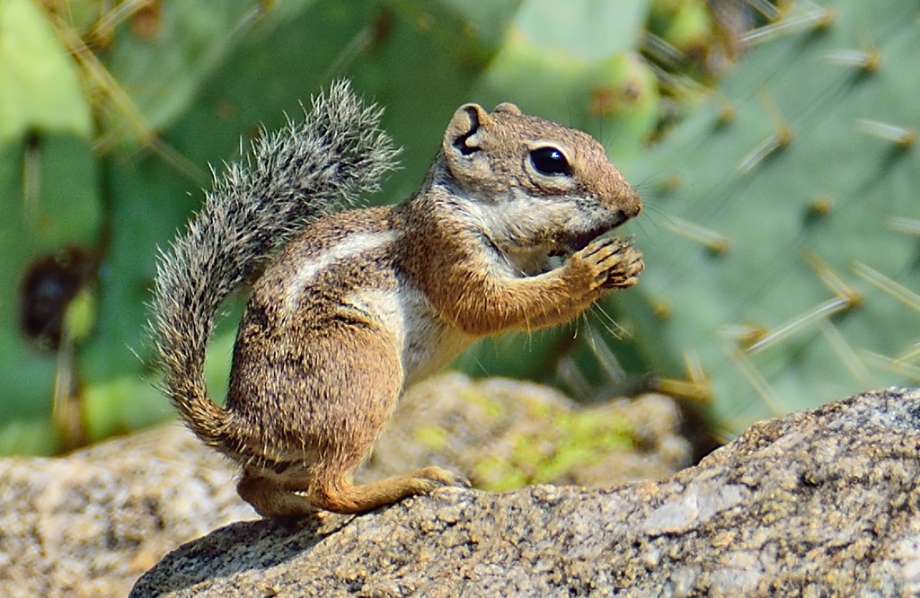 Harris’s Antelope Squirrel