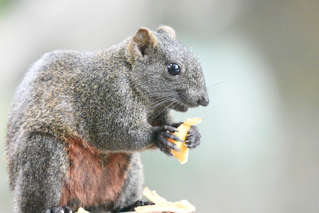 Pallas’s Squirrel — related tree squirrel visual context