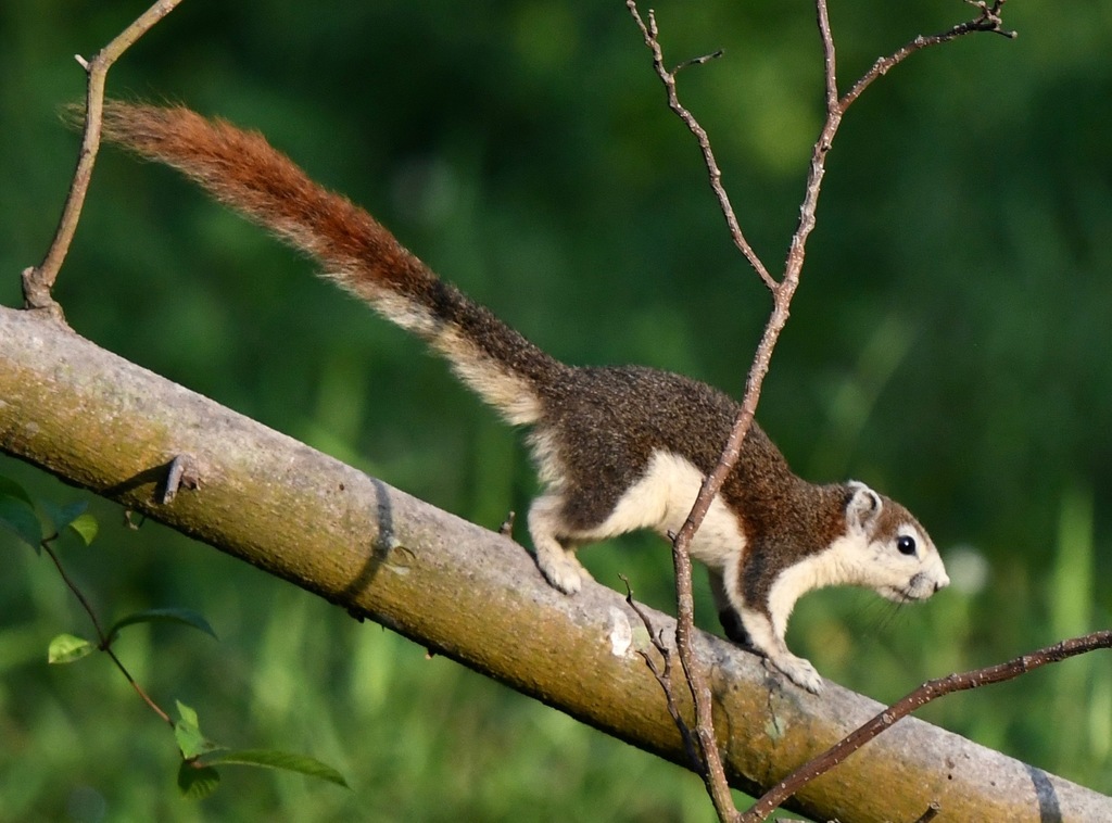 Finlayson’s Squirrel — related tree squirrel visual context
