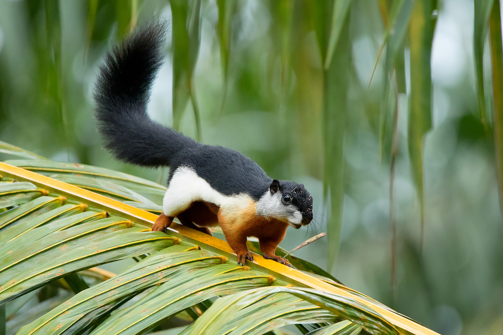 Prevost's squirrel foraging in vegetation