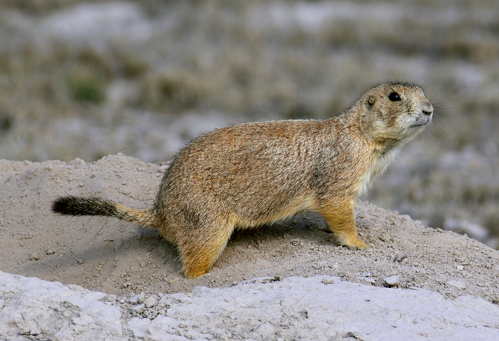 Mexican Prairie Dog