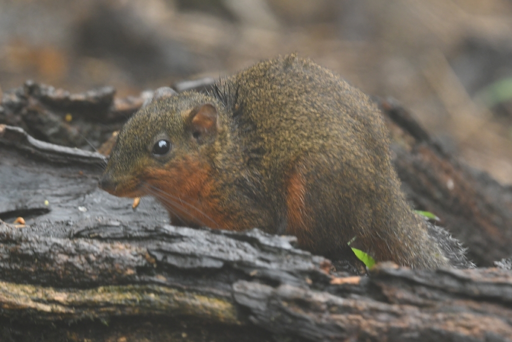 Red-throated Squirrel — related tree squirrel visual context