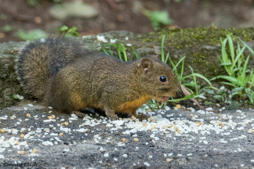 Orange-bellied Himalayan Squirrel — related tree squirrel visual context