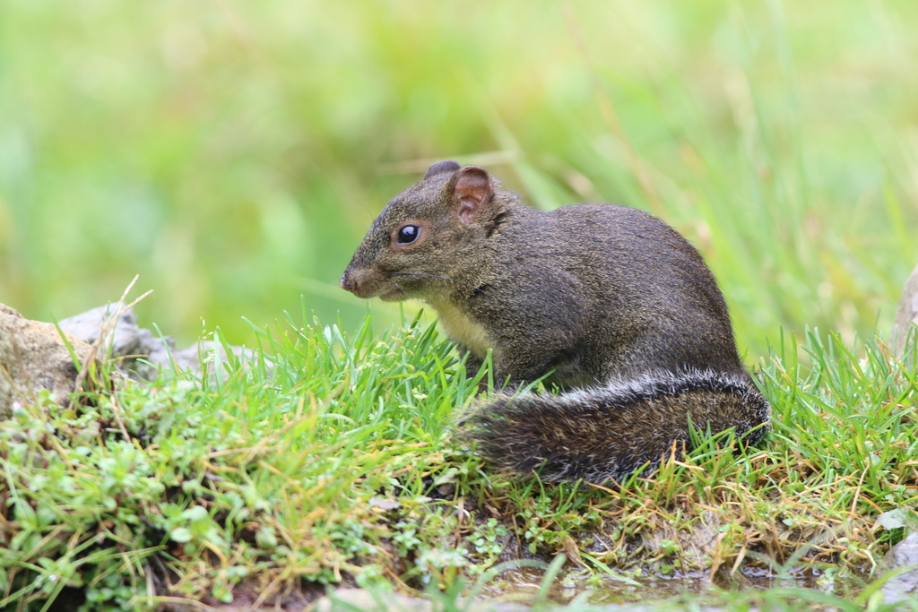 Perny's Long-nosed Squirrel — related tree squirrel visual context