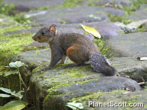 Red-hipped Squirrel — related tree squirrel visual context