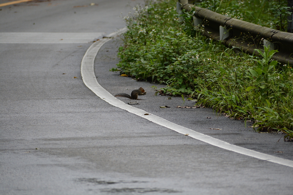 Asian Red-cheeked Squirrel — related tree squirrel visual context