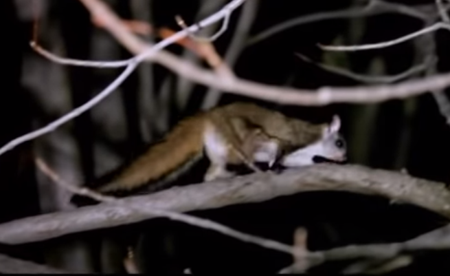 Kashmir Flying Squirrel