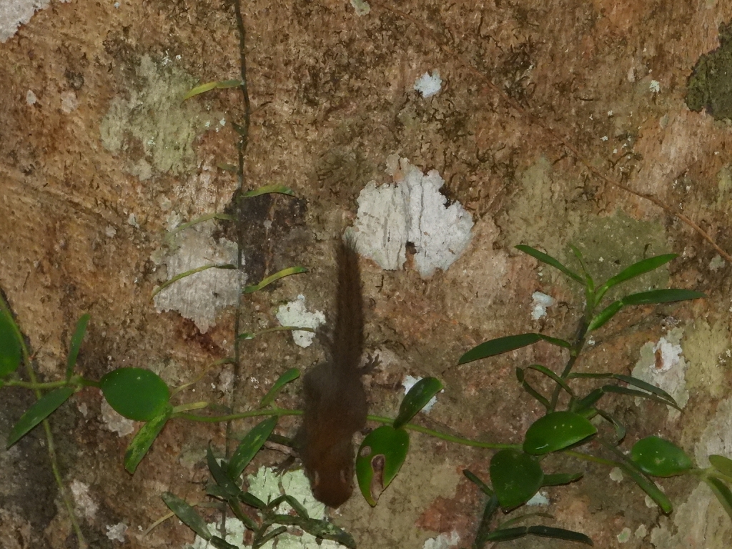 Least Pygmy Squirrel — related tree squirrel visual context