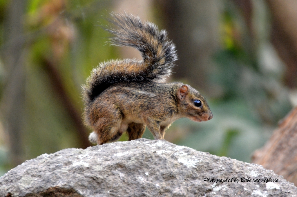 Thomas’s Rope Squirrel — related tree squirrel visual context