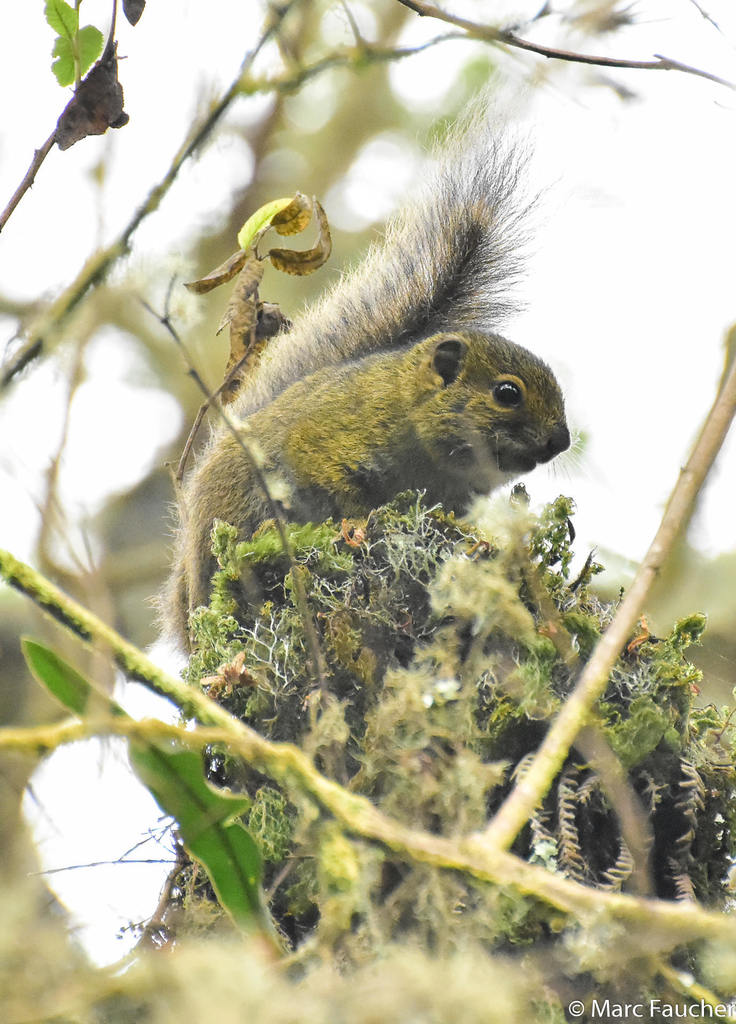 Carruthers's Rope Squirrel — related tree squirrel visual context