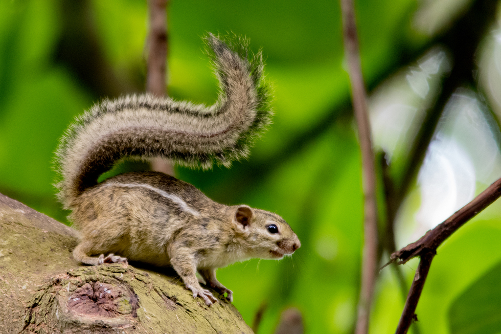 Congo Rope Squirrel — related tree squirrel visual context