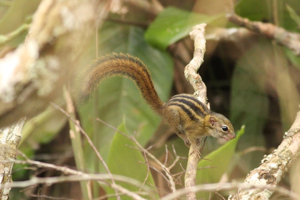 Lady Burton's Rope Squirrel — related tree squirrel visual context