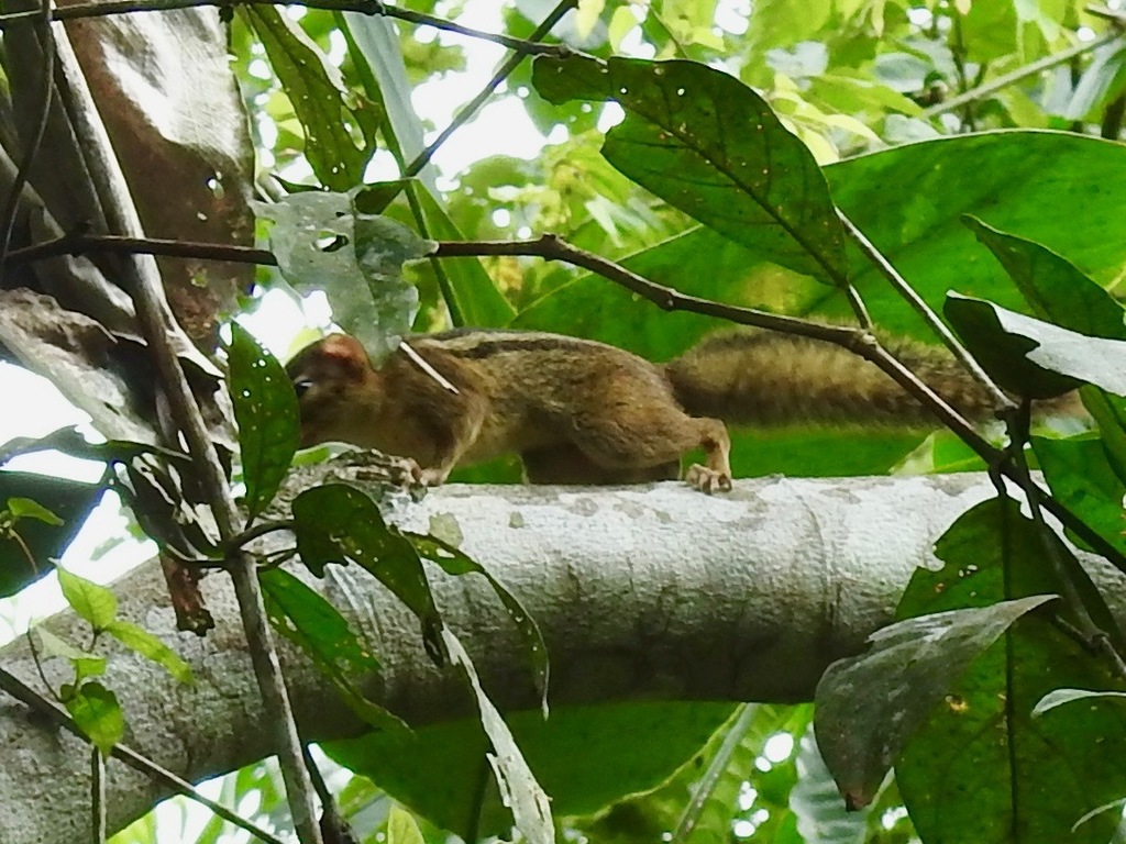 Ribboned Rope Squirrel — related tree squirrel visual context
