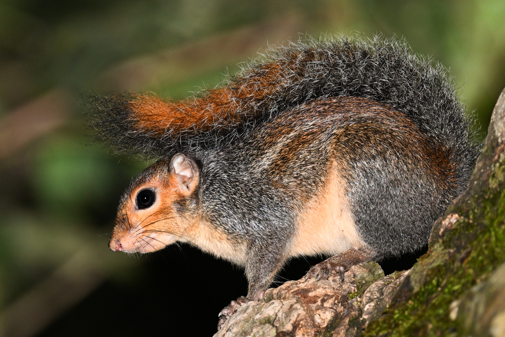 Red-cheeked Rope Squirrel — related tree squirrel visual context