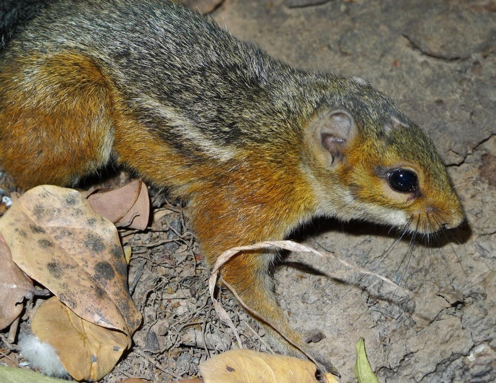 Fire-footed Rope Squirrel — related tree squirrel visual context