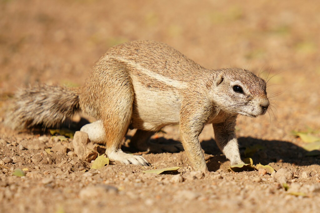 Cape ground squirrel