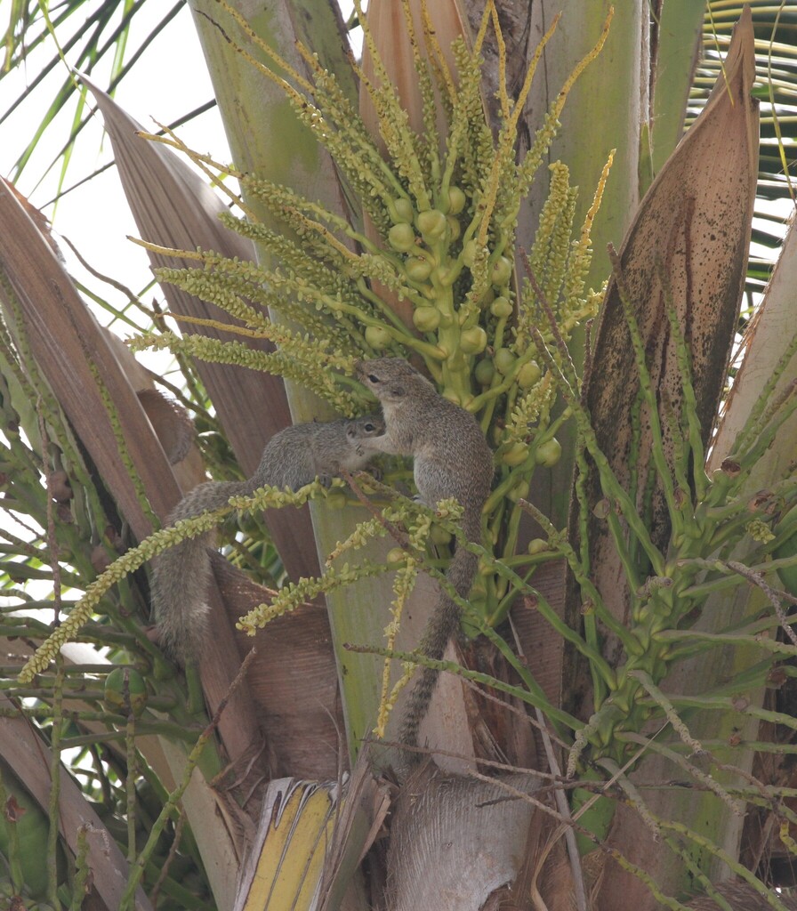 Gambian Sun Squirrel — related tree squirrel visual context