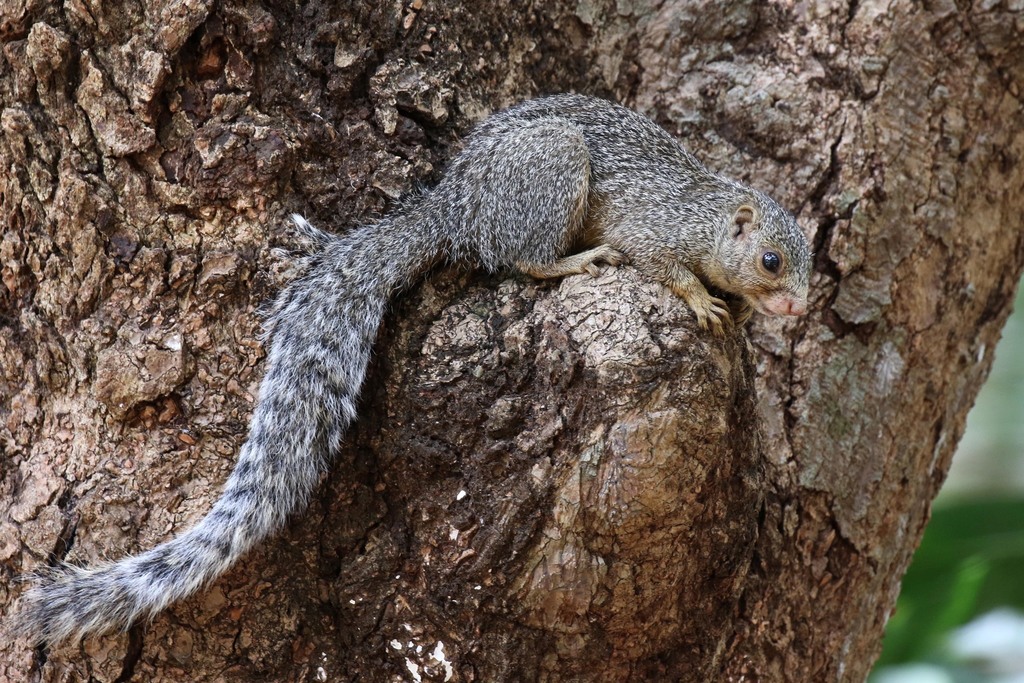 Zanj Sun Squirrel — related tree squirrel visual context