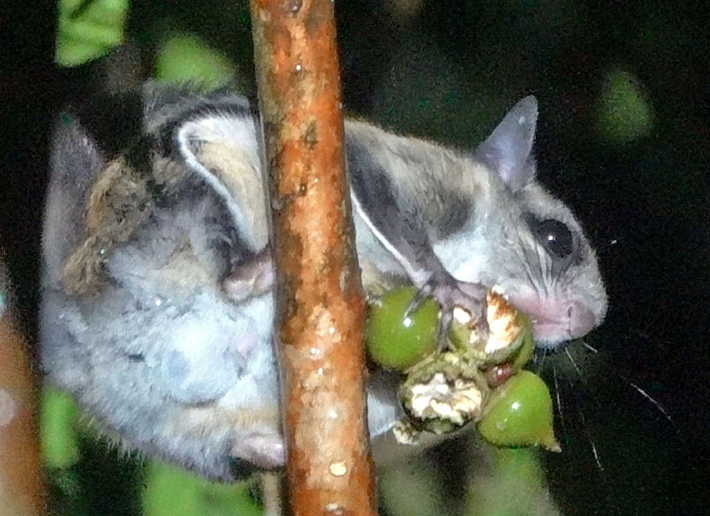 Jentink’s Flying Squirrel