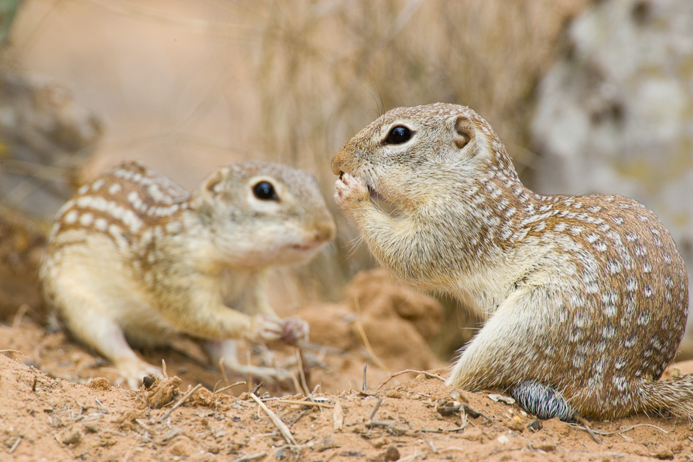 Rio Grande Ground Squirrel