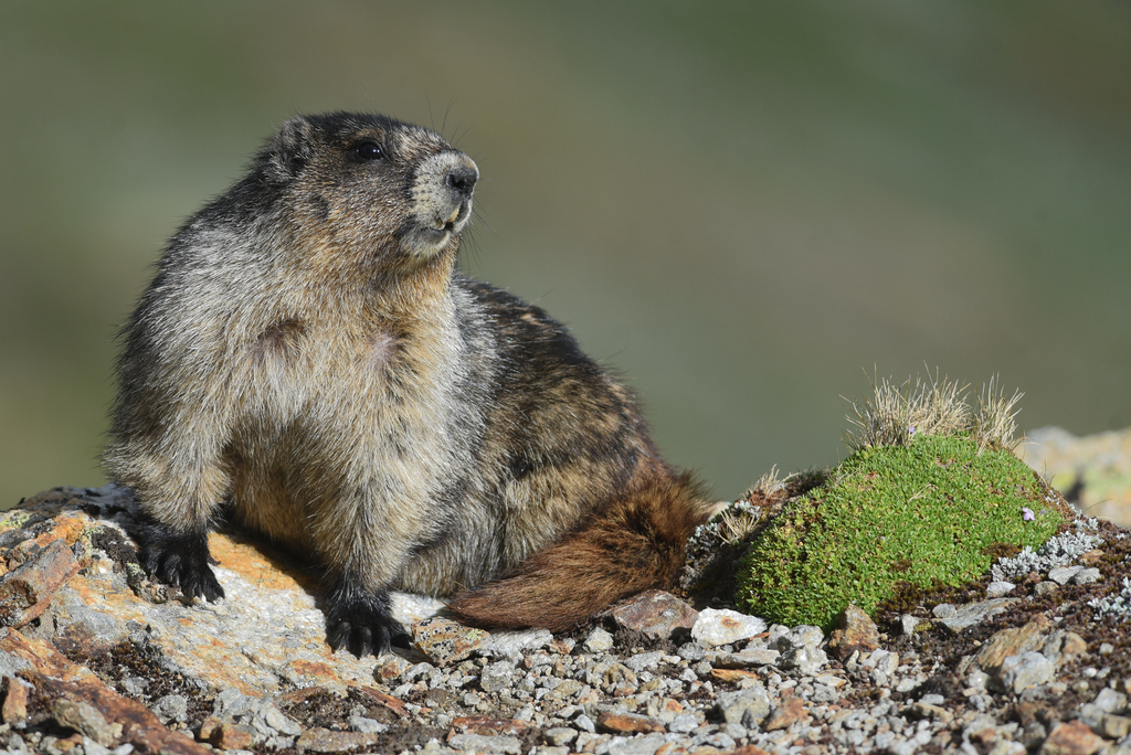 Hoary marmot