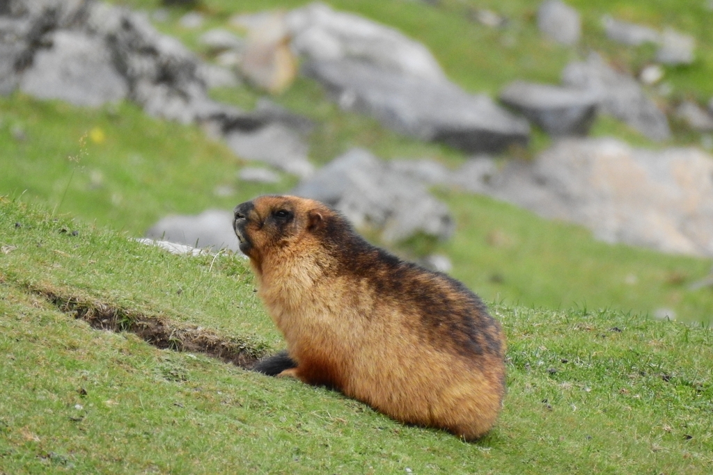 Long-tailed Marmot