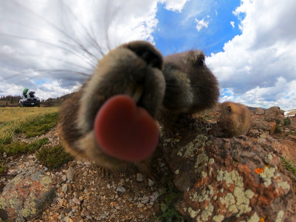 Yellow-bellied marmot