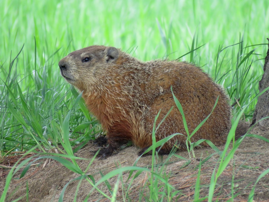 Woodchuck in grass