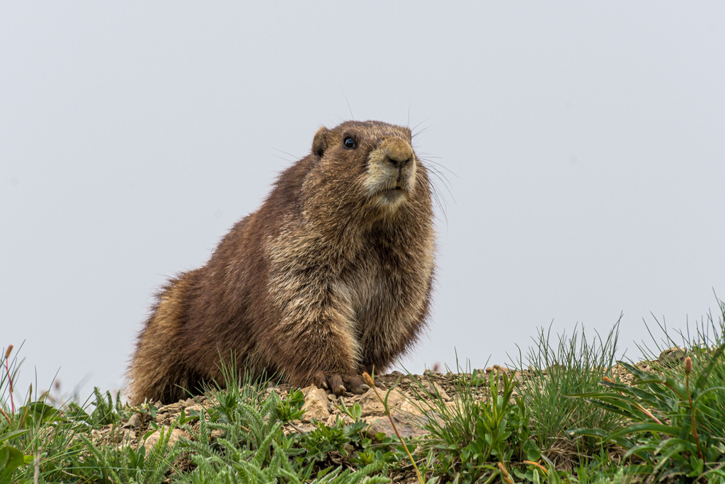 Olympic Marmot