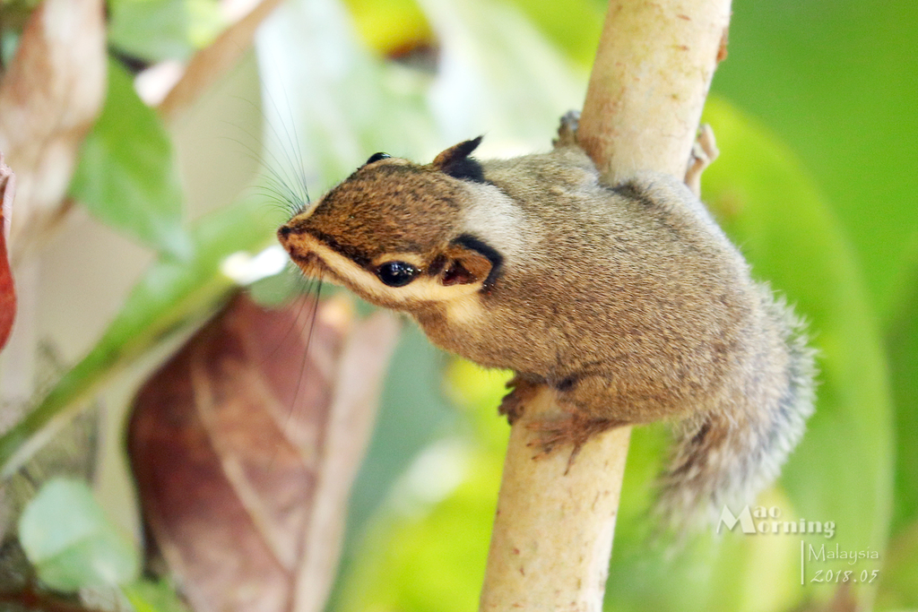 Black-eared Squirrel — related tree squirrel visual context