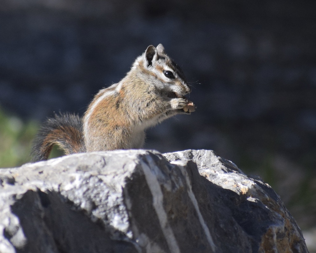 Palmer’s Chipmunk