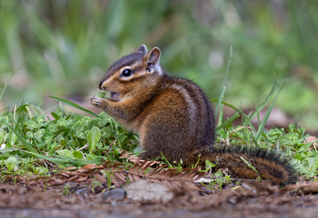 Allen's Chipmunk