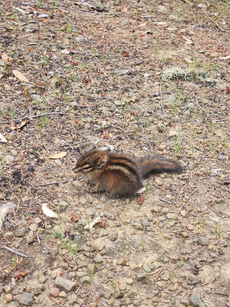 Sonoma Chipmunk