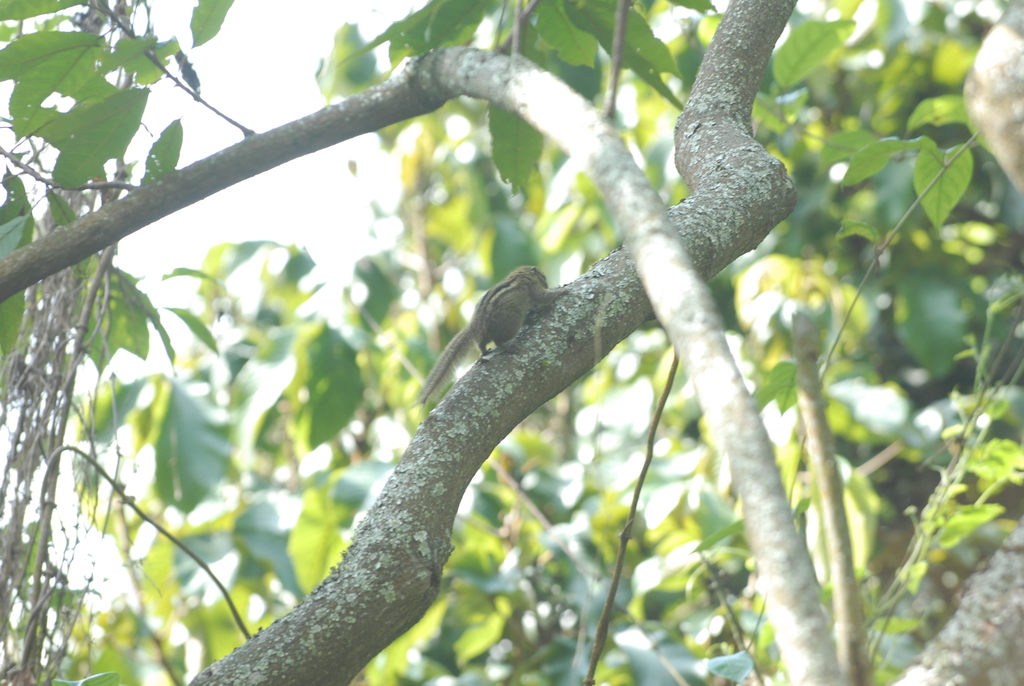 Boehm’s Bush Squirrel — related tree squirrel visual context