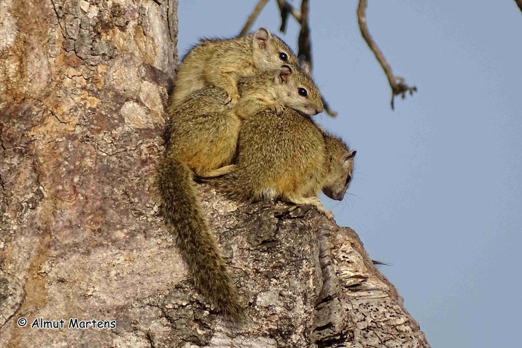 Smith’s Bush Squirrel — related tree squirrel visual context