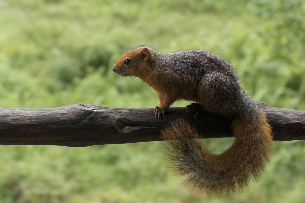 Red Bush Squirrel — related tree squirrel visual context