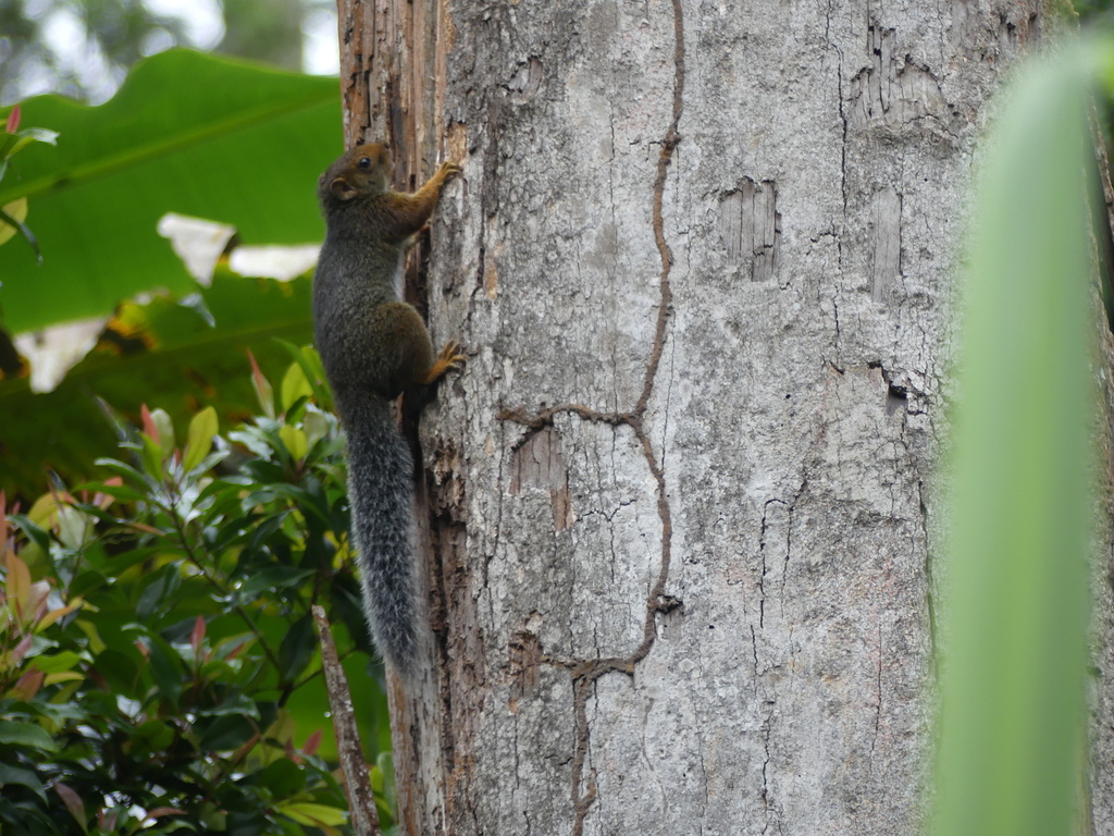 Swynnerton's Bush Squirrel — related tree squirrel visual context