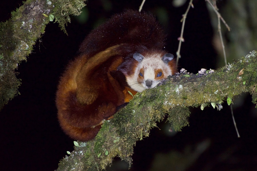 Red-and-white Giant Flying Squirrel
