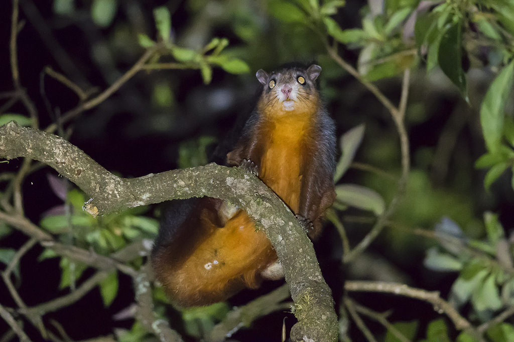 Spotted Giant Flying Squirrel