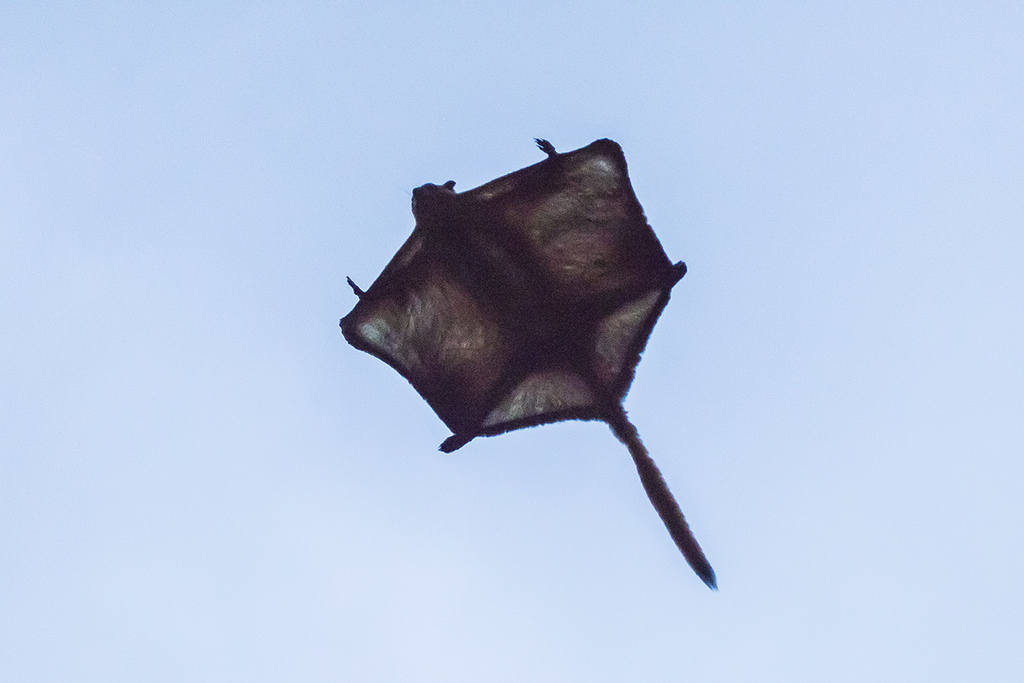 Red giant flying squirrel representing species-specific legal research