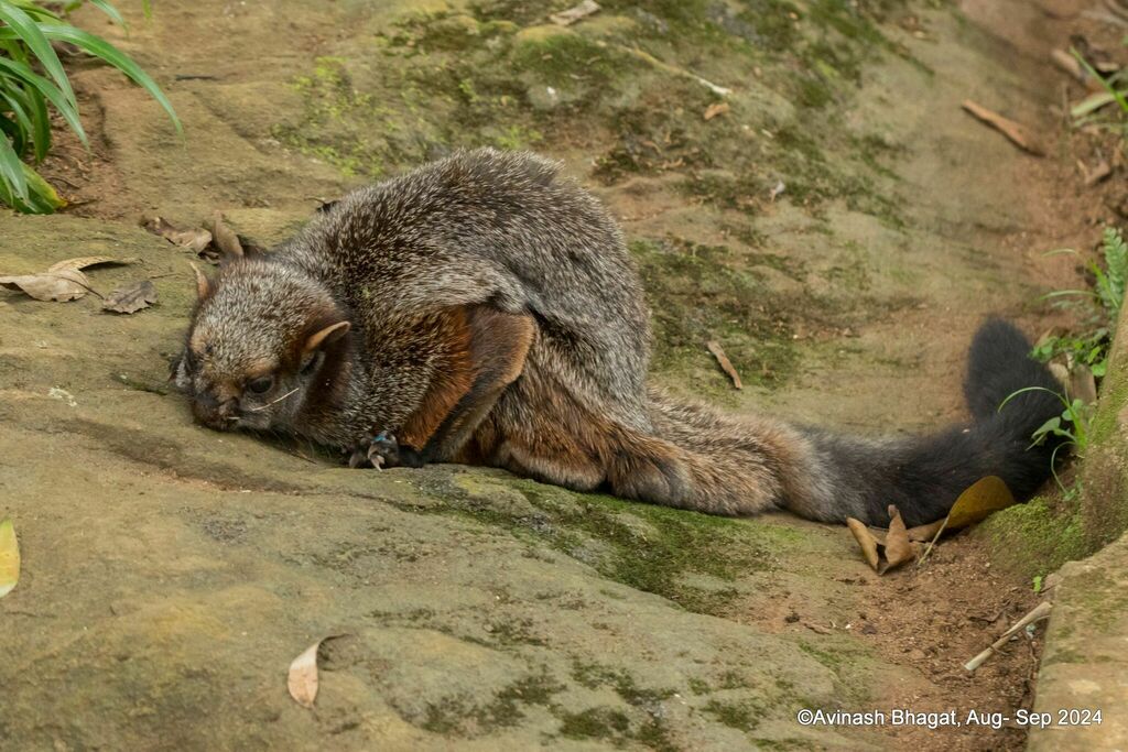 Indian Giant Flying Squirrel