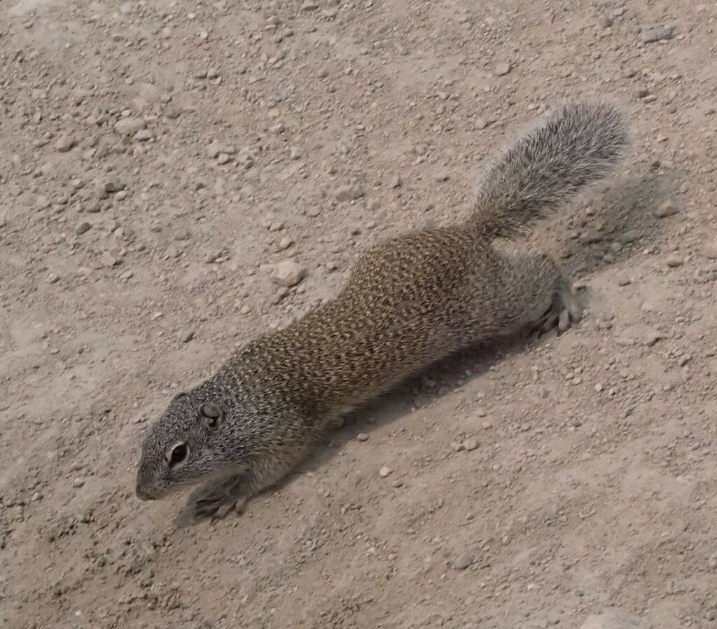 Franklin’s Ground Squirrel